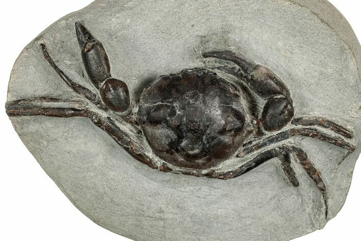 Eocene Fossil Crab (Pulalius) - Washington State #349493